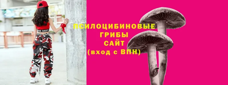 Псилоцибиновые грибы Cubensis  где купить наркоту  Ивдель 